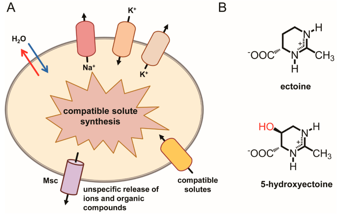 Comprehensive study of Ectoine-Xi'an Lyphar Biotech Co., Ltd