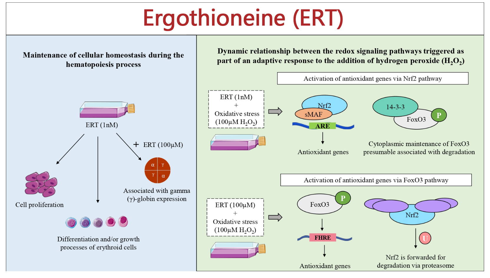 Materials and Methods of Ergothioneine-Xi'an Lyphar Biotech Co., Ltd