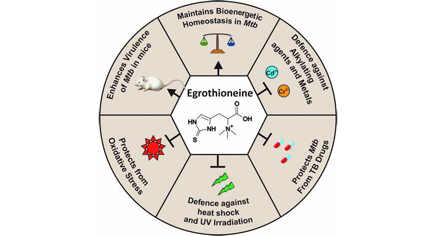 Comprehensive study of Ergothioneine-Xi'an Lyphar Biotech Co., Ltd