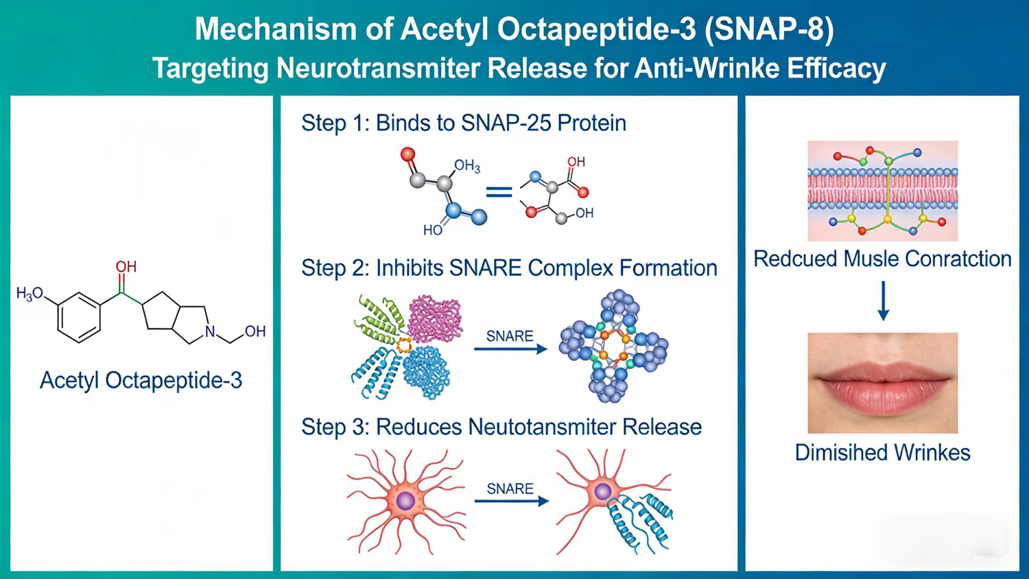 Mechanism of Acetyl Octapeptide-3/SNAP-8-Xi'an Lyphar Biotech Co., Ltd Mechanism of Acetyl Octapeptide-3/SNAP-8-Xi'an Lyphar Biotech Co., Ltd