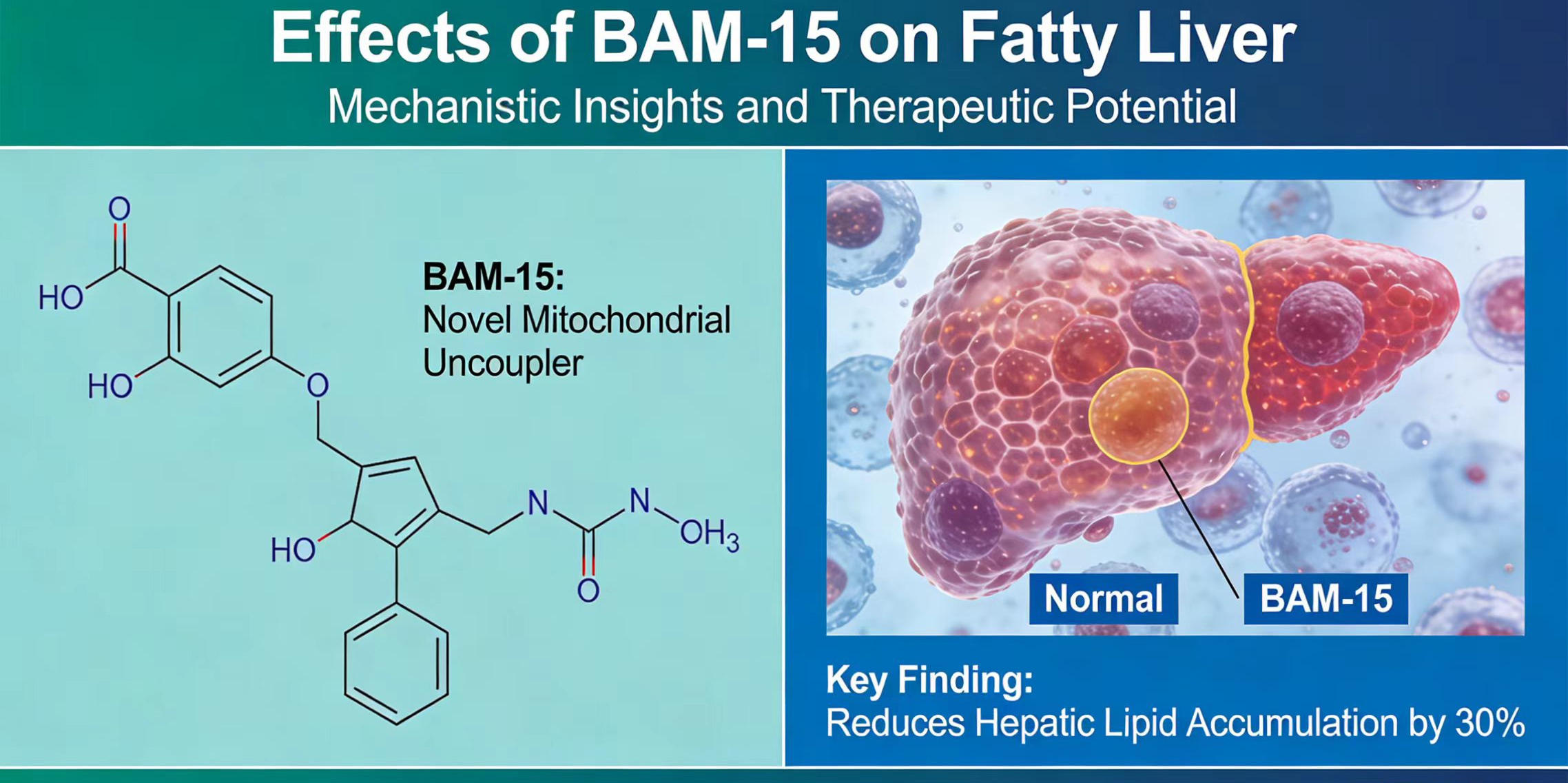 Effects of BAM-15 on Fatty Liver-Xi'an Lyphar Biotech Co., Ltd