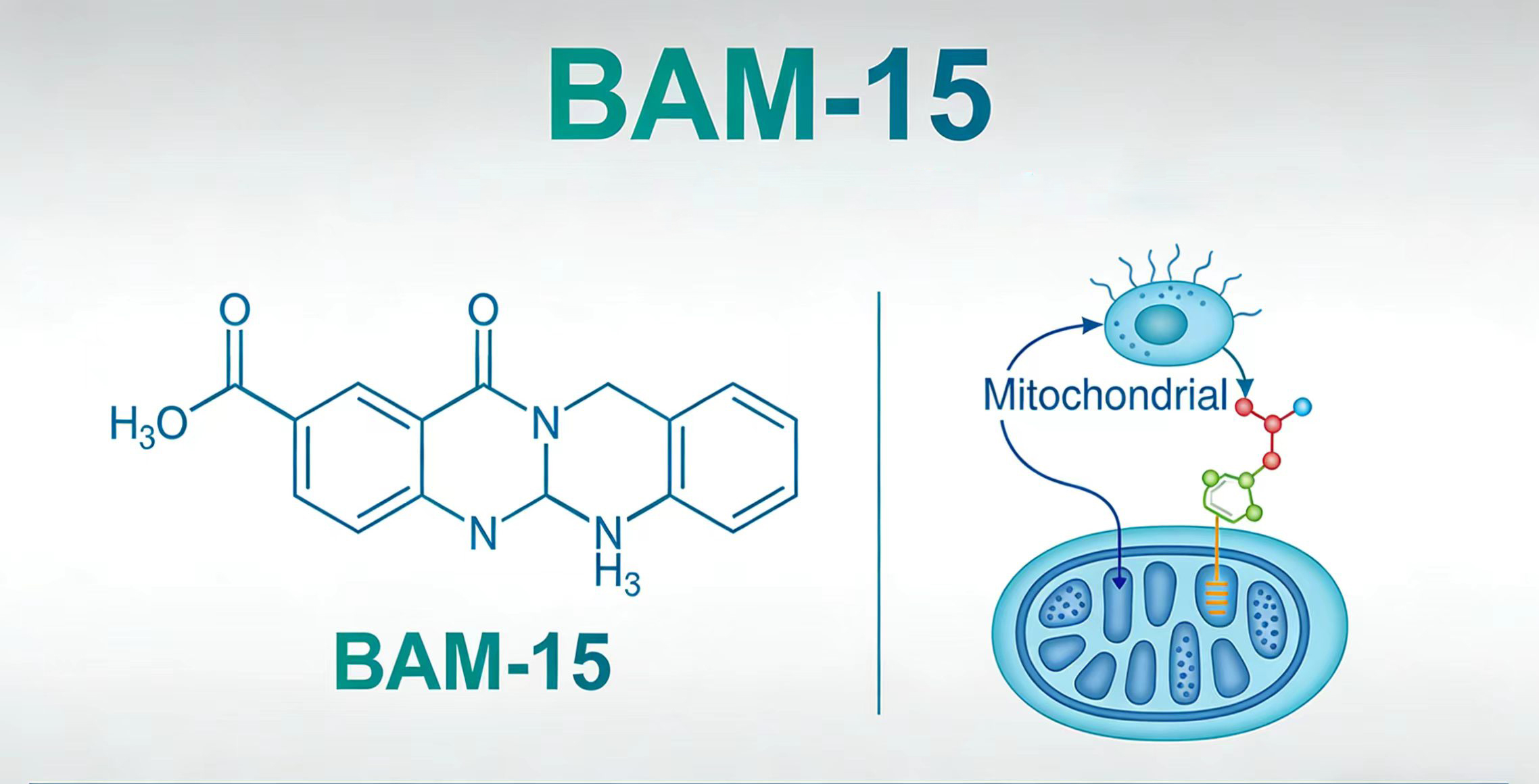 Pros and Cons of BAM-15-Xi'an Lyphar Biotech Co., Ltd