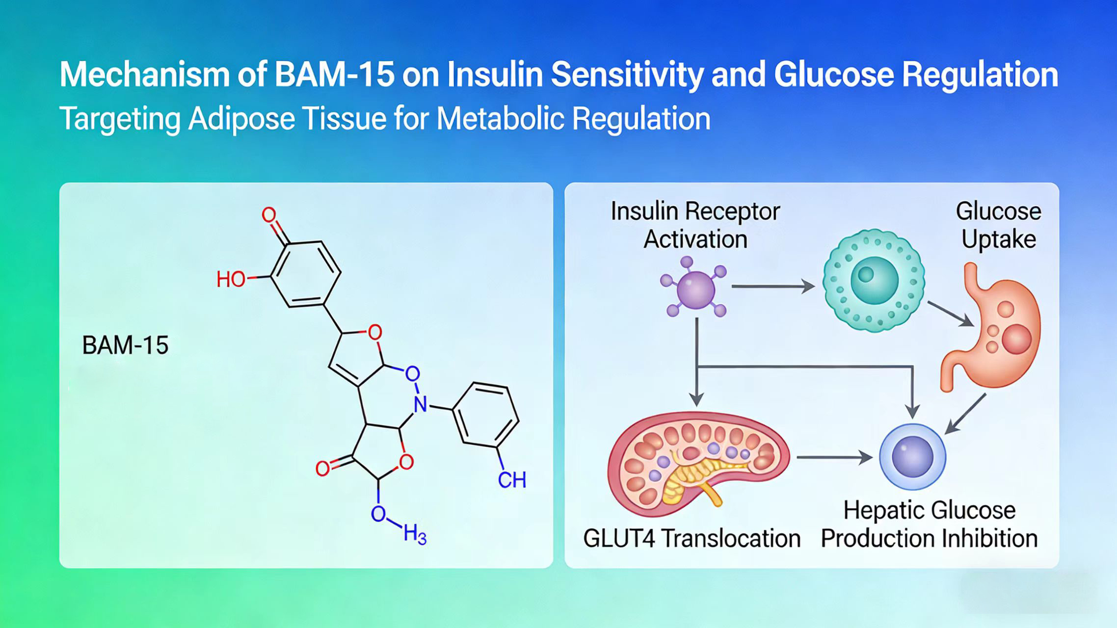 Mechanism of BAM-15 on Insulin Sensitivity and Glucose Regulation-Xi'an Lyphar Biotech Co., Ltd