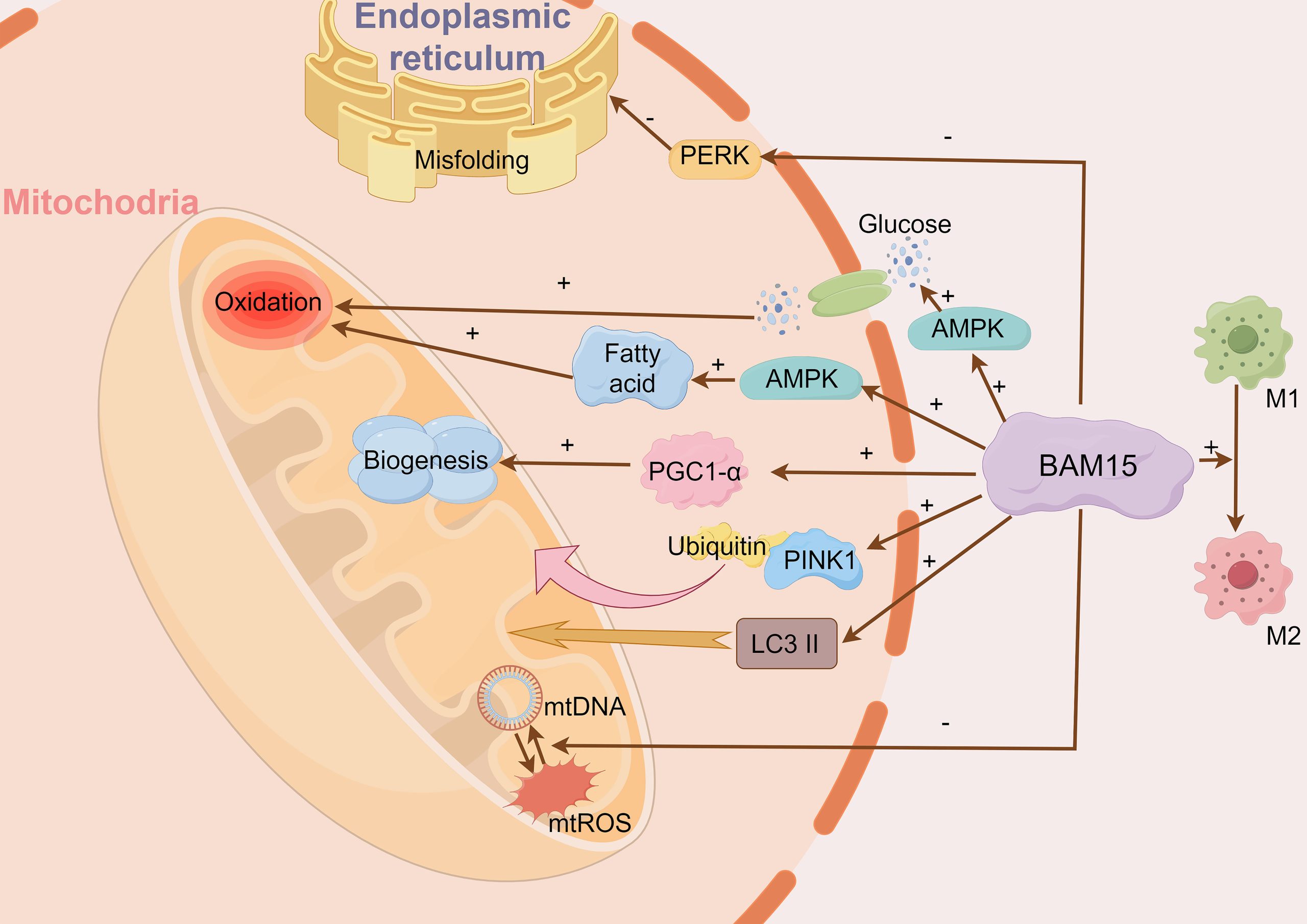 Why BAM-15 is considered a “next-generation metabolic uncoupler?”-Xi'an Lyphar Biotech Co., Ltd