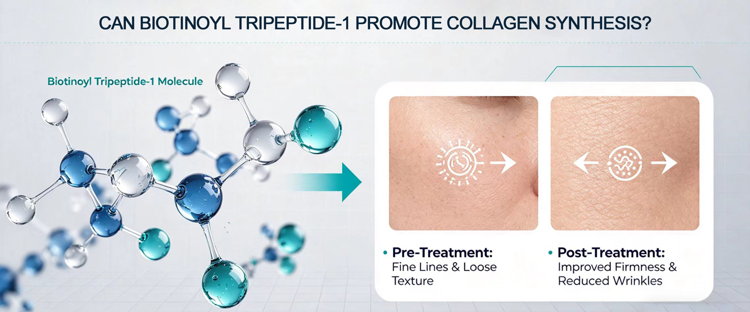 Can Biotinoyl Tripeptide-1 promote collagen synthesis?-Xi'an Lyphar Biotech Co., Ltd