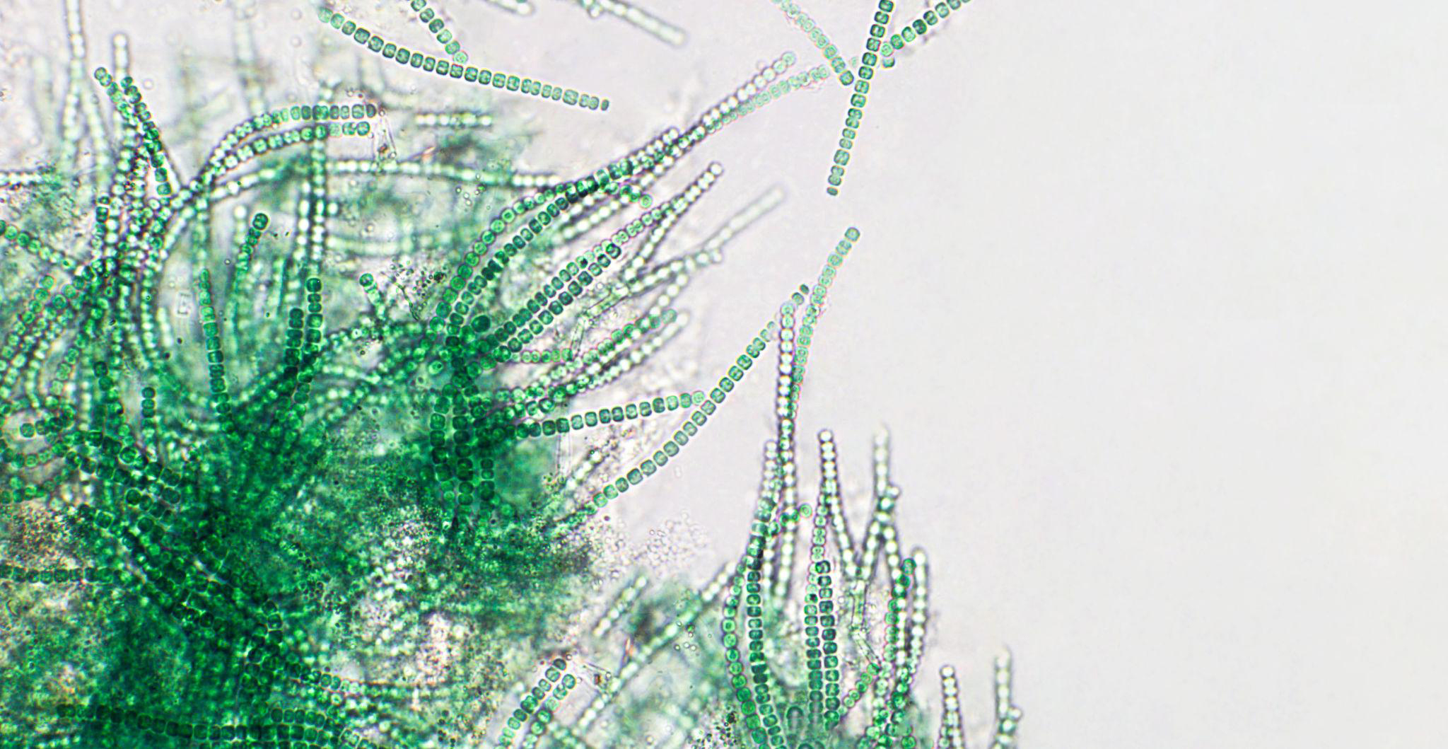 What is Glycosylglycerol?-Xi'an Lyphar Biotech Co., Ltd