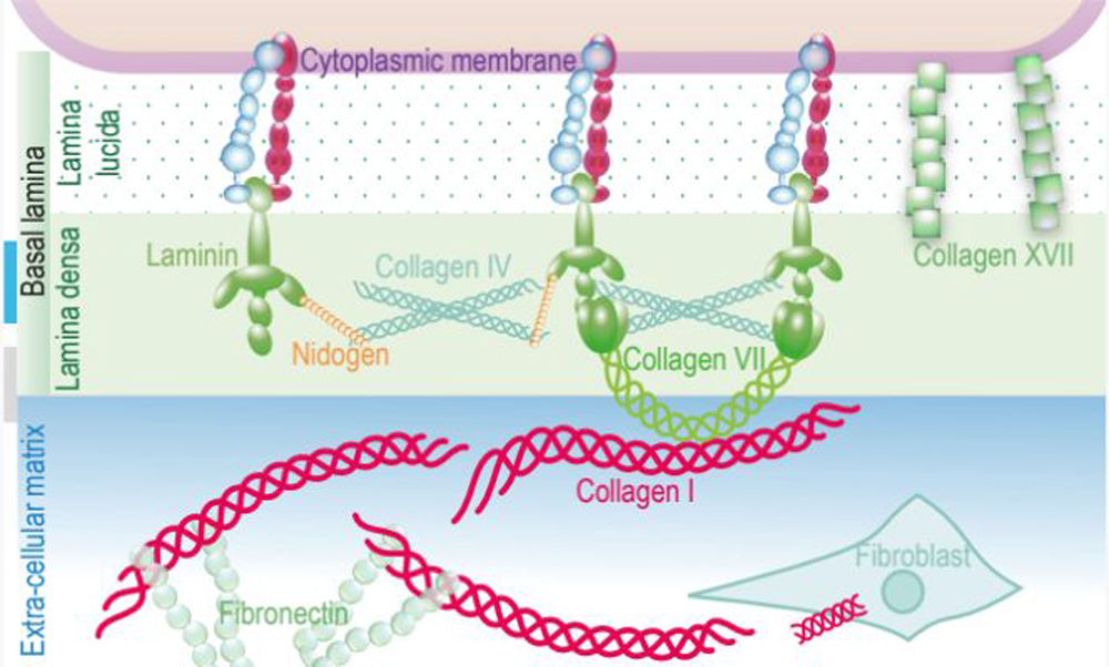 Mechanism of Matrixyl 3000-Xi'an Lyphar Biotech Co., Ltd Mechanism of Matrixyl 3000-Xi'an Lyphar Biotech Co., Ltd