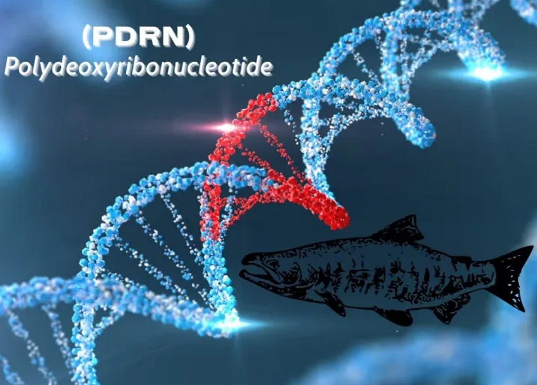 How Polydeoxyribonucleotide Improve Damaged Skin Cells through Cellular Repair Mechanisms?-Xi'an Lyphar Biotech Co., Ltd How Polydeoxyribonucleotide Improve Damaged Skin Cells through Cellular Repair Mechanisms?-Xi'an Lyphar Biotech Co., Ltd
