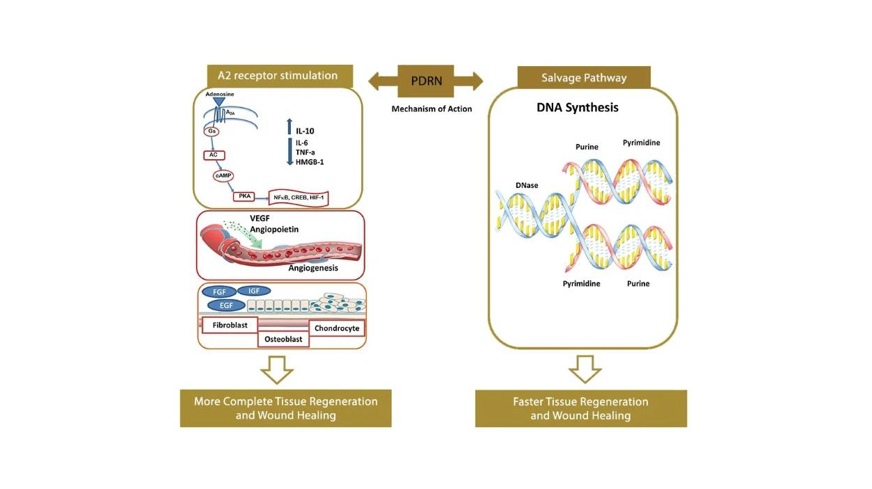 Pros and Cons of Polydeoxyribonucleotide-Xi'an Lyphar Biotech Co., Ltd Pros and Cons of Polydeoxyribonucleotide-Xi'an Lyphar Biotech Co., Ltd