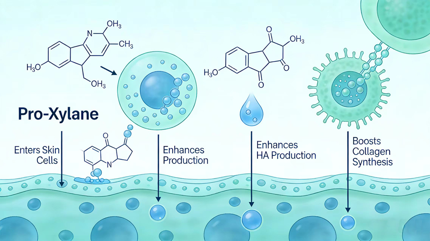 How Pro-Xylane Works?-Xi'an Lyphar Biotech Co., Ltd How Pro-Xylane Works?-Xi'an Lyphar Biotech Co., Ltd