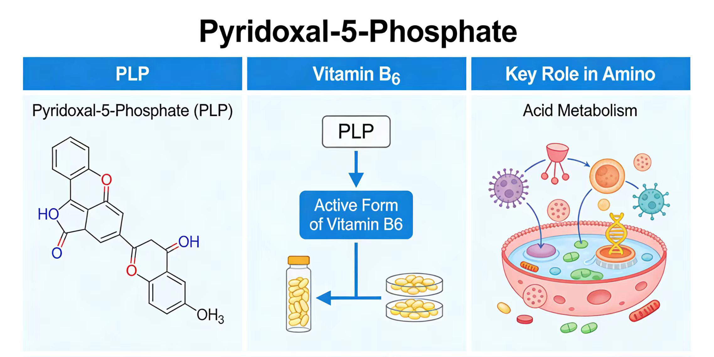 Pyridoxal-5-Phosphate vs Pyridoxine vs Pyridoxamine-Xi'an Lyphar Biotech Co., Ltd Pyridoxal-5-Phosphate vs Pyridoxine vs Pyridoxamine-Xi'an Lyphar Biotech Co., Ltd