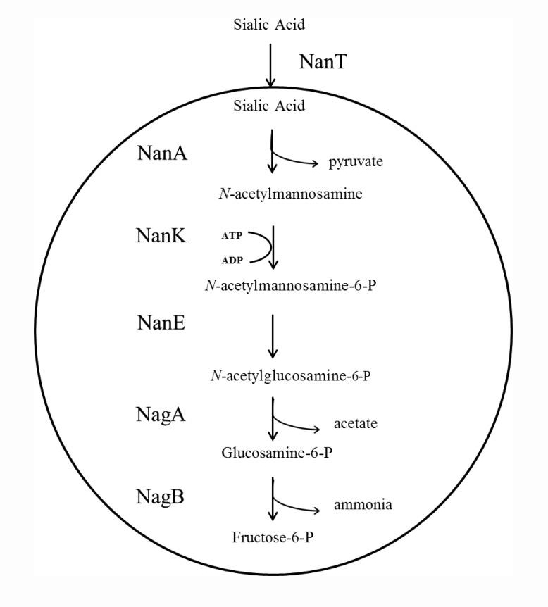 Basic Information of Sialic Acid (N-Acetylneuraminic Acid)-Xi'an Lyphar Biotech Co., Ltd Basic Information of Sialic Acid (N-Acetylneuraminic Acid)-Xi'an Lyphar Biotech Co., Ltd