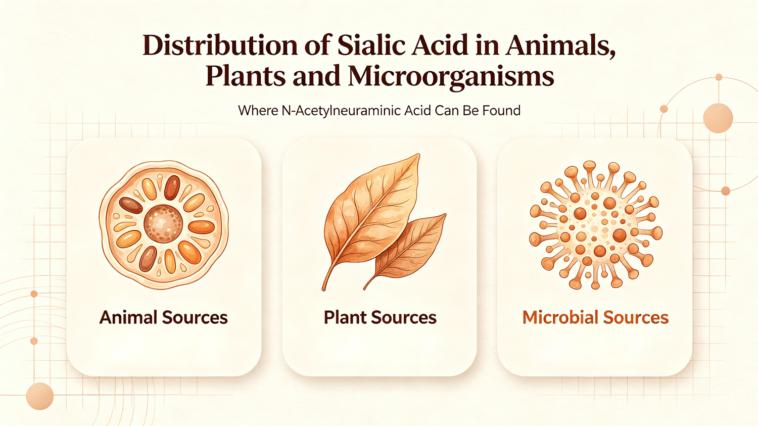 Distribution of Sialic Acid (N-Acetylneuraminic Acid) in Animals, Plants, and Microorganisms-Xi'an Lyphar Biotech Co., Ltd Distribution of Sialic Acid (N-Acetylneuraminic Acid) in Animals, Plants, and Microorganisms-Xi'an Lyphar Biotech Co., Ltd