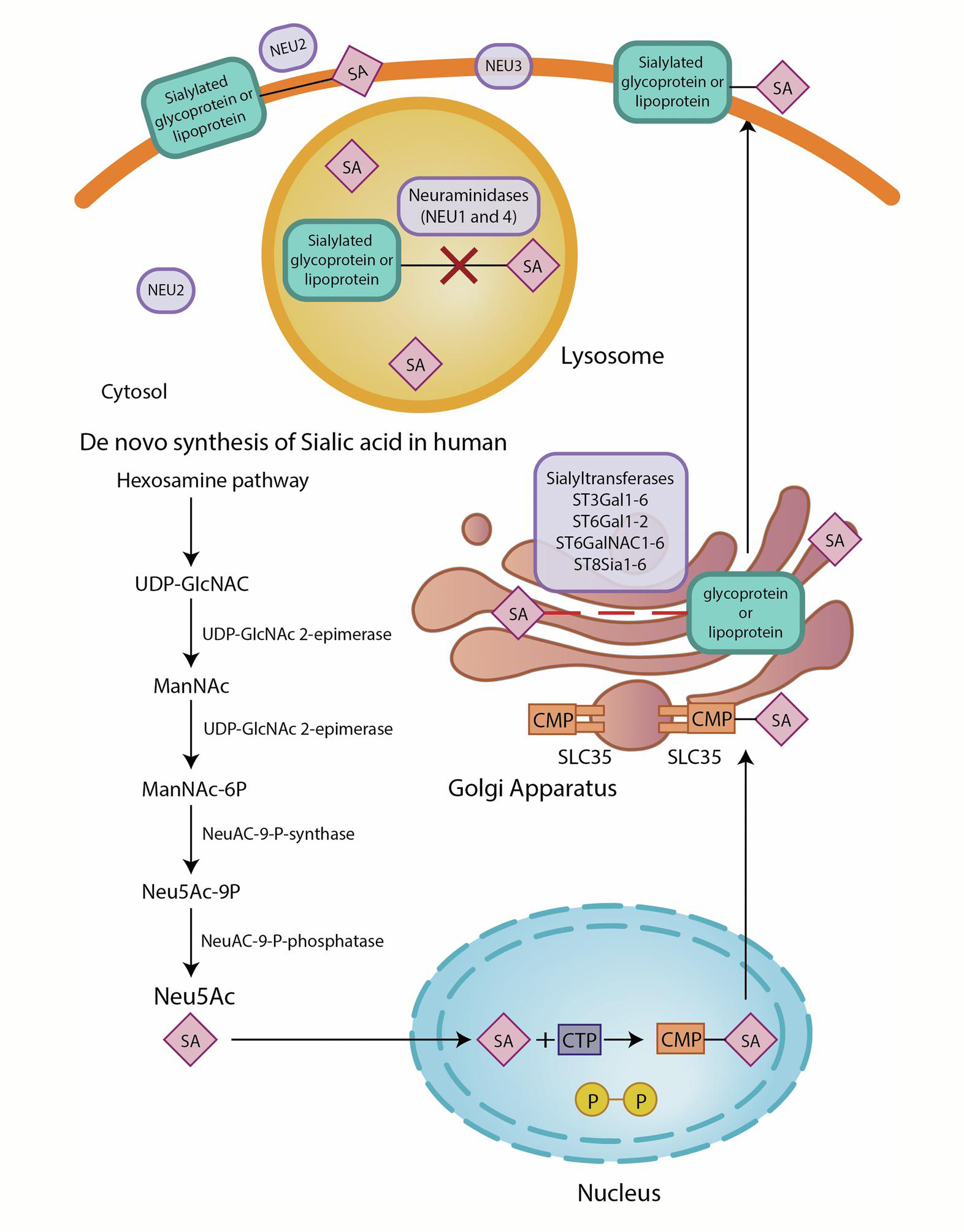 Distribution of Sialic Acid (N-Acetylneuraminic Acid) in Animals, Plants, and Microorganisms-Xi'an Lyphar Biotech Co., Ltd Distribution of Sialic Acid (N-Acetylneuraminic Acid) in Animals, Plants, and Microorganisms-Xi'an Lyphar Biotech Co., Ltd