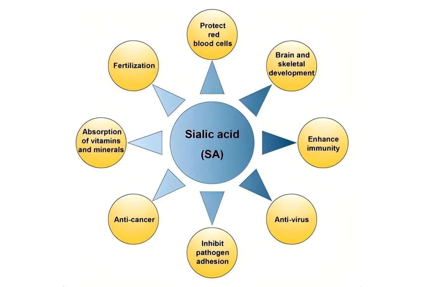 Uses of Sialic Acid(N-Acetylneuraminic Acid)-Xi'an Lyphar Biotech Co., Ltd Uses of Sialic Acid(N-Acetylneuraminic Acid)-Xi'an Lyphar Biotech Co., Ltd