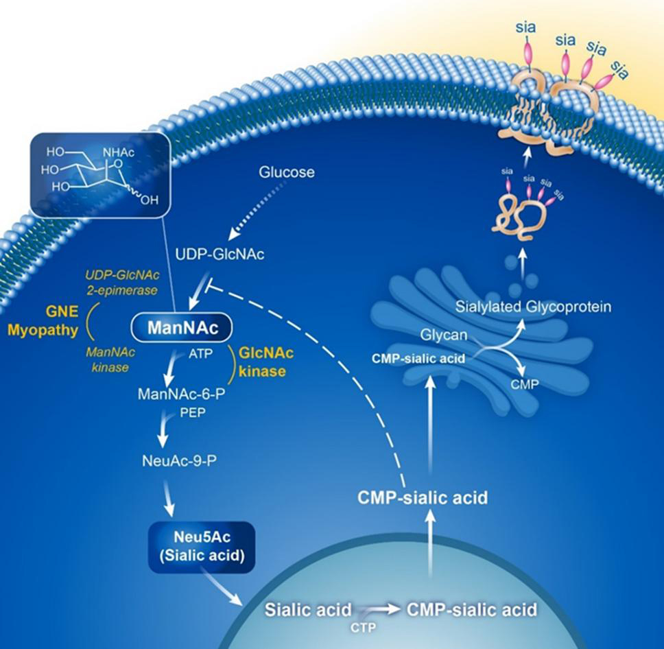 Pros and Cons of Sialic Acid (N-Acetylneuraminic Acid)-Xi'an Lyphar Biotech Co., Ltd Pros and Cons of Sialic Acid (N-Acetylneuraminic Acid)-Xi'an Lyphar Biotech Co., Ltd