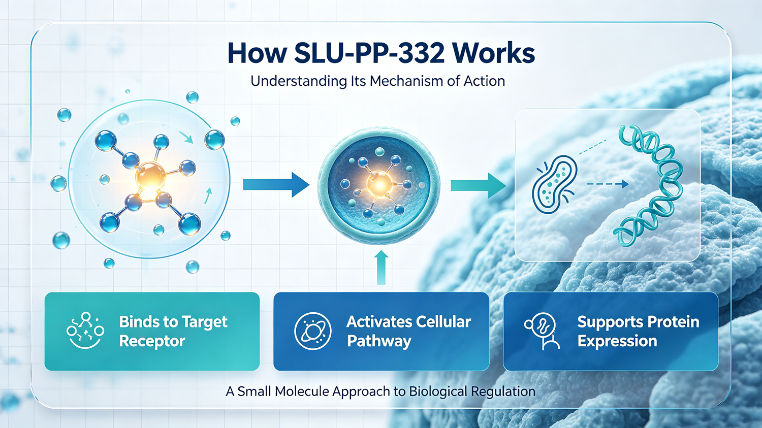 How SLU-PP-332 Works?-Xi'an Lyphar Biotech Co., Ltd