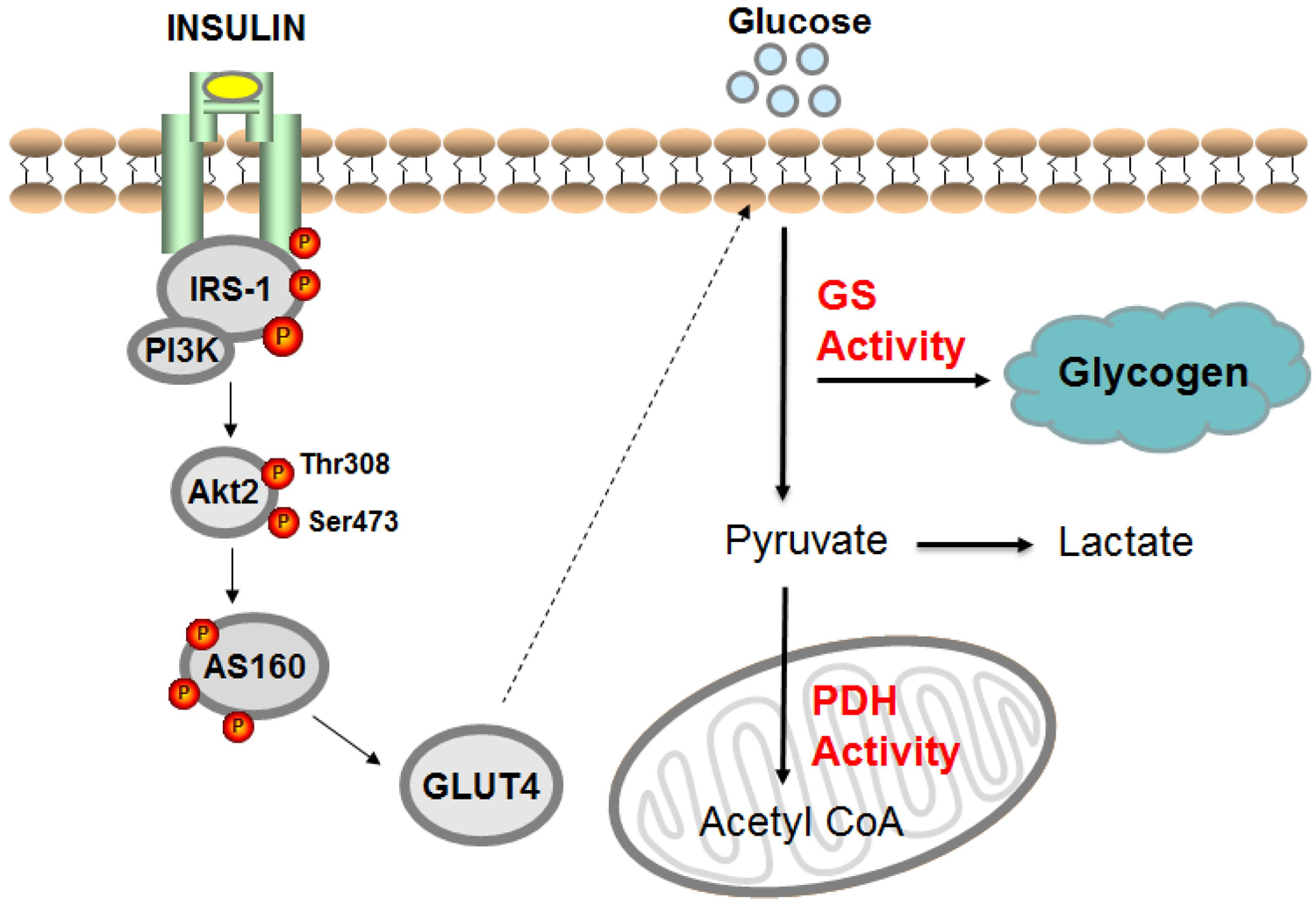 Effectiveness, Side Effects, and Special Considerations of SLU-PP-332-Xi'an Lyphar Biotech Co., Ltd Effectiveness, Side Effects, and Special Considerations of SLU-PP-332-Xi'an Lyphar Biotech Co., Ltd